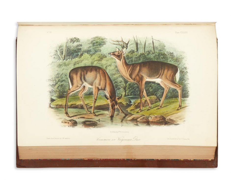 Lot 270-Audubon_Quadrupeds - Swann Galleries News