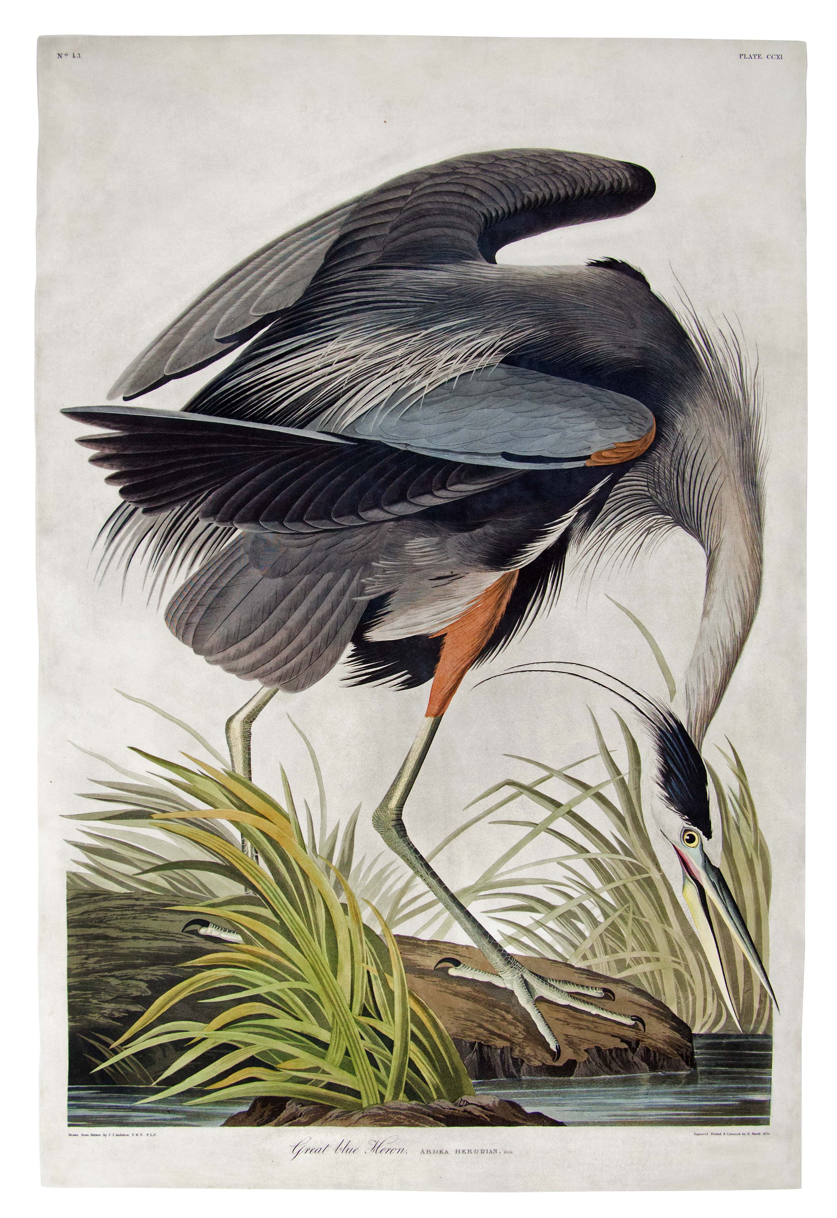 350_john-james-audubon-great-blue-heron - Swann Galleries News