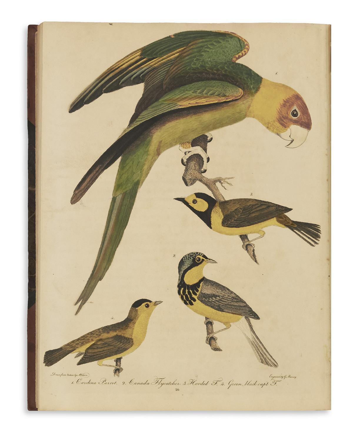 alexander-wilson-american-ornithology-birds - Swann Galleries News